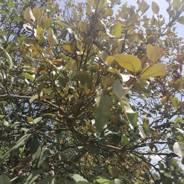 桑寄生