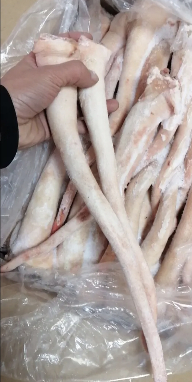 优质整根猪尾巴长期有货屠宰场每天鲜宰现杀青猪尾巴