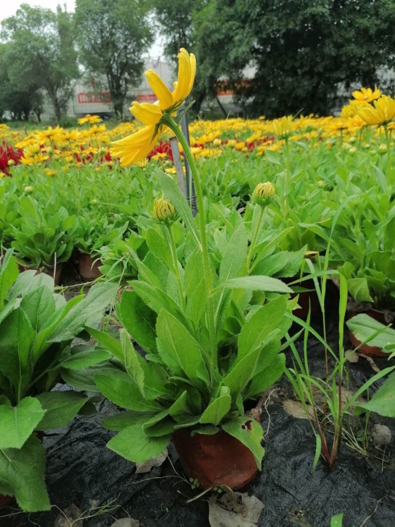 金光菊杯苗开花的金光菊金黄色的花出售基地批量供应