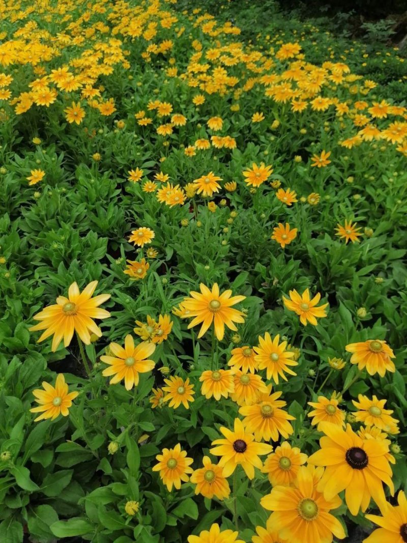 金光菊杯苗开花的金光菊金黄色的花出售基地批量供应