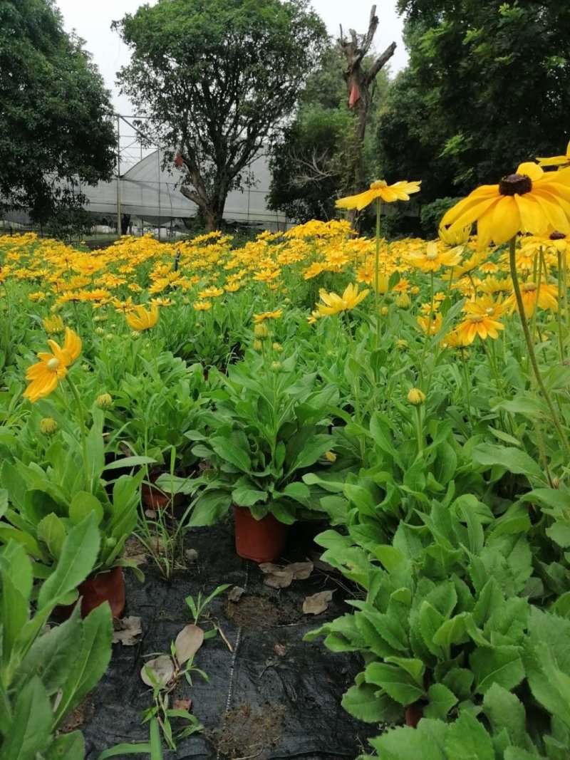 金光菊杯苗开花的金光菊金黄色的花出售基地批量供应