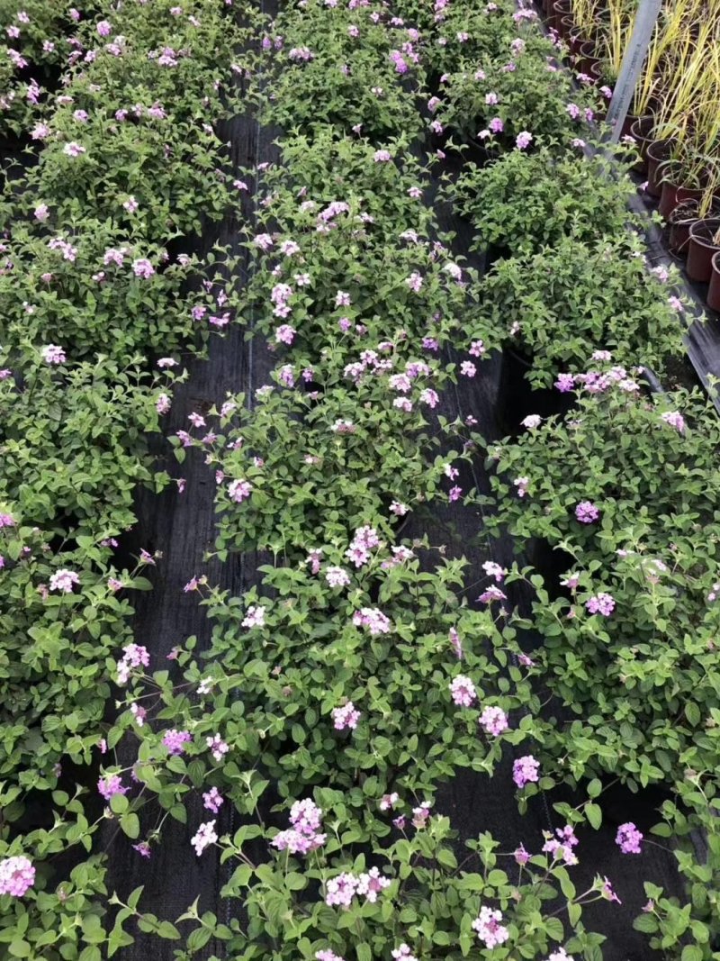 开花马缨丹粉色马缨丹加仑杯杯苗可上花市零售的盆花