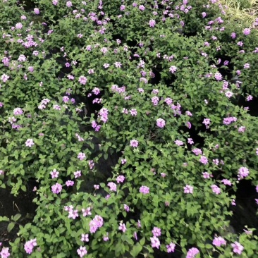 开花马缨丹粉色马缨丹加仑杯杯苗可上花市零售的盆花