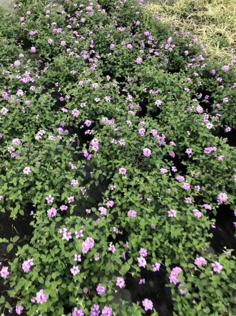 开花马缨丹粉色马缨丹加仑杯杯苗可上花市零售的盆花