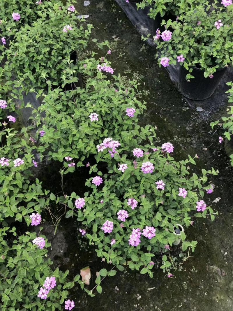 开花马缨丹粉色马缨丹加仑杯杯苗可上花市零售的盆花