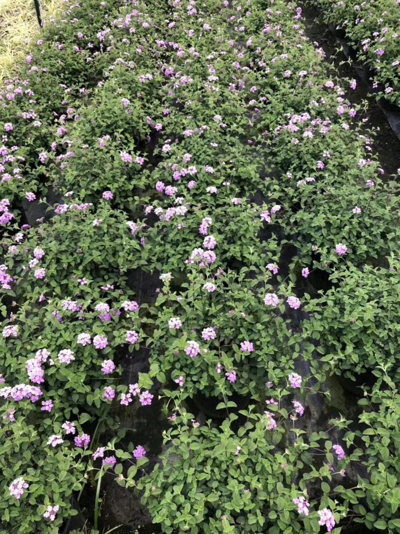 开花马缨丹粉色马缨丹加仑杯杯苗可上花市零售的盆花