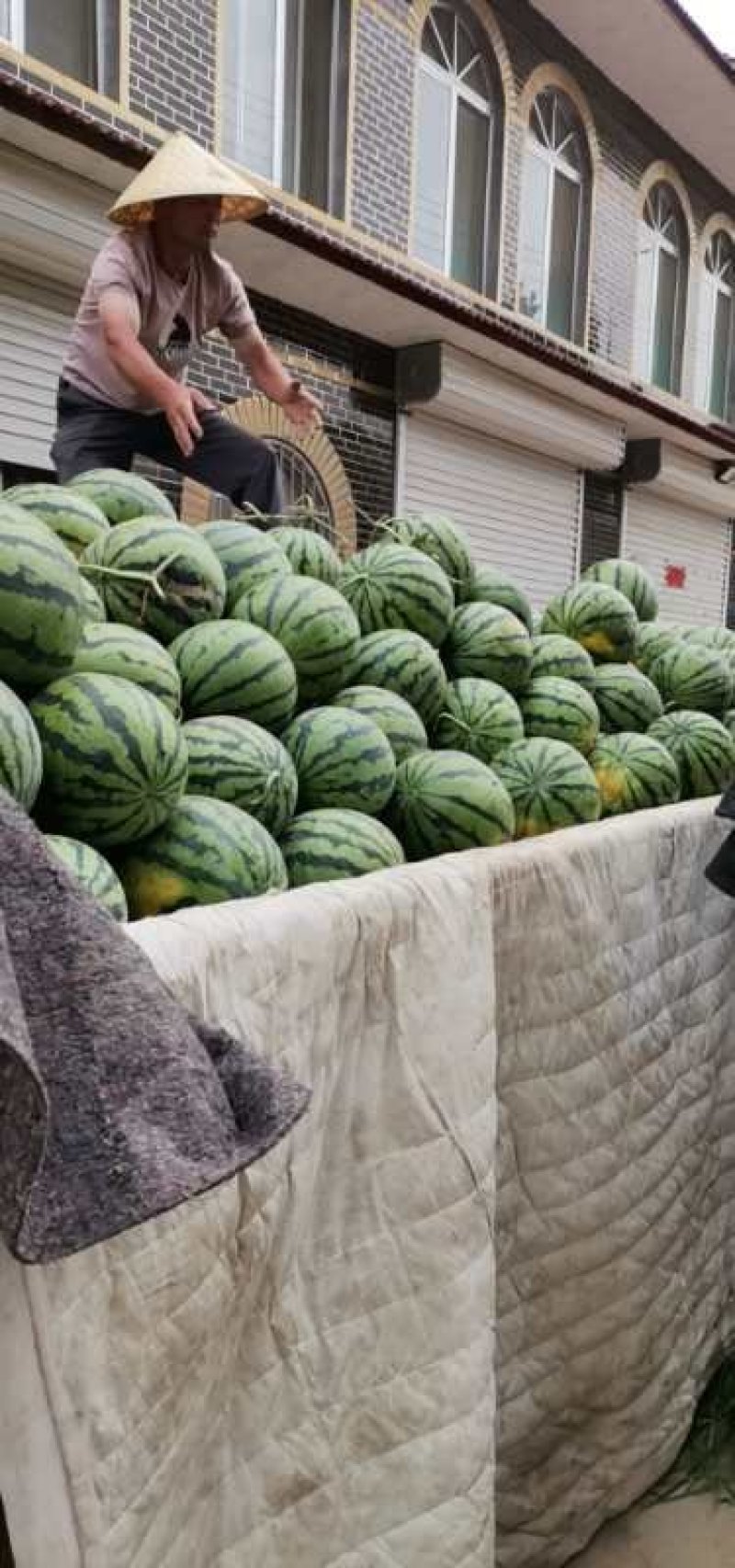 《滨州市惠民县大棚瓜、小弓棚瓜代购代销。》