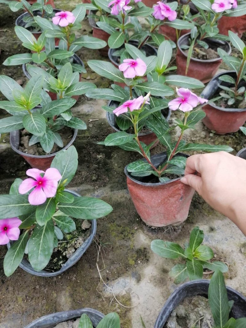 16双色杯长春花开花的长春花支持现场看货选购