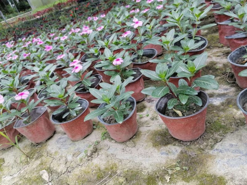 16双色杯长春花开花的长春花支持现场看货选购