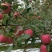 【红蜜脆苹果苗】新品种苹果苗红蜜脆苹果苗哪里有热卖苹果苗