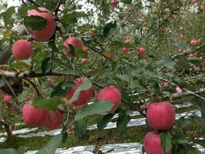【红蜜脆苹果苗】新品种苹果苗红蜜脆苹果苗哪里有热卖苹果苗