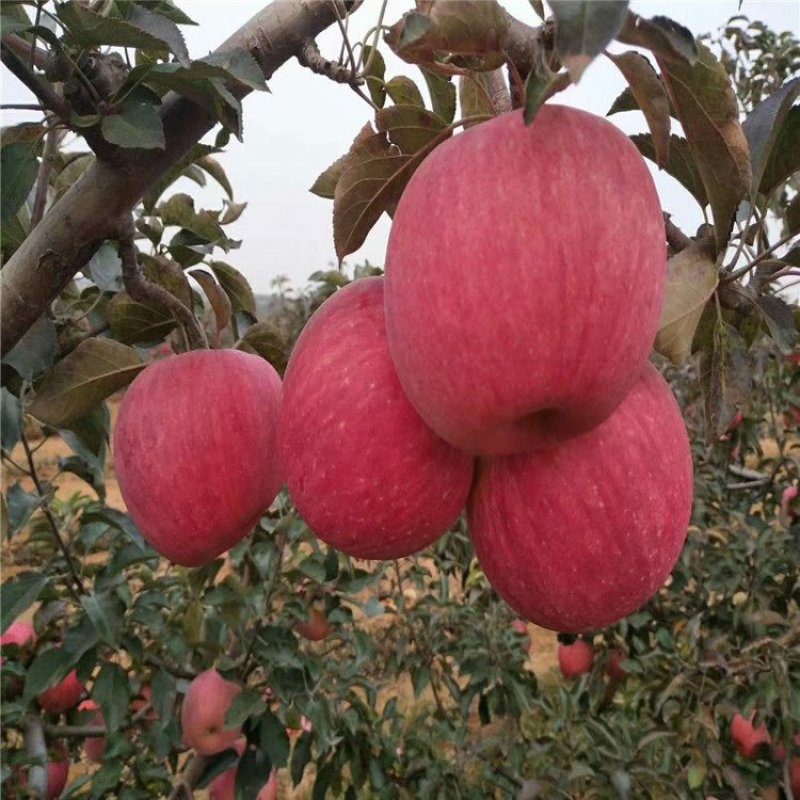 【红蜜脆苹果苗】新品种苹果苗红蜜脆苹果苗哪里有热卖苹果苗