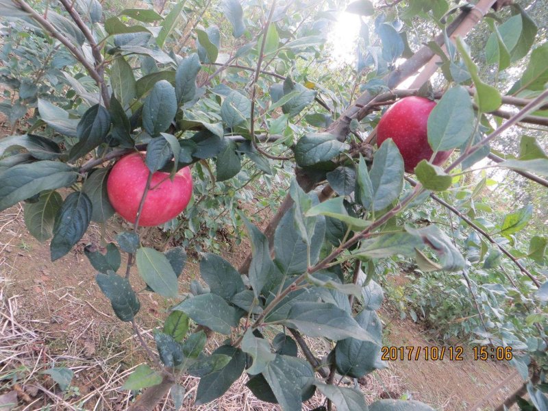 【红蜜脆苹果苗】新品种苹果苗红蜜脆苹果苗哪里有热卖苹果苗