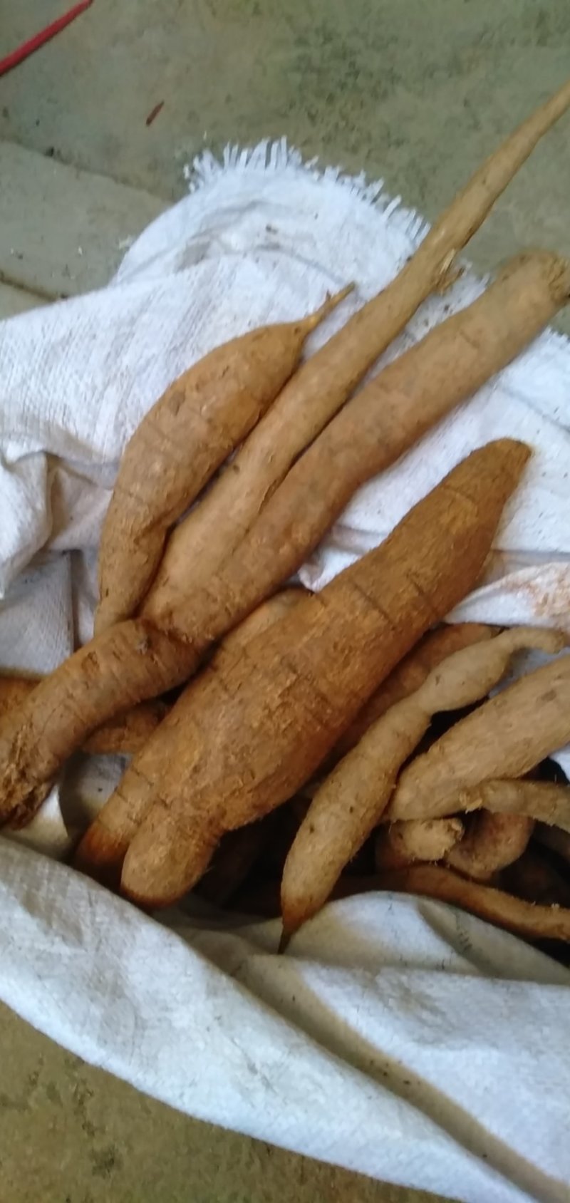 野生牛大力