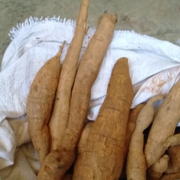 野生牛大力