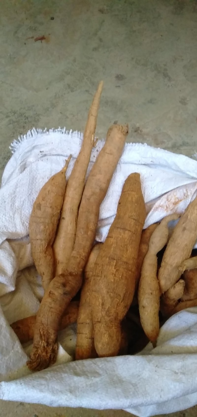 野生牛大力