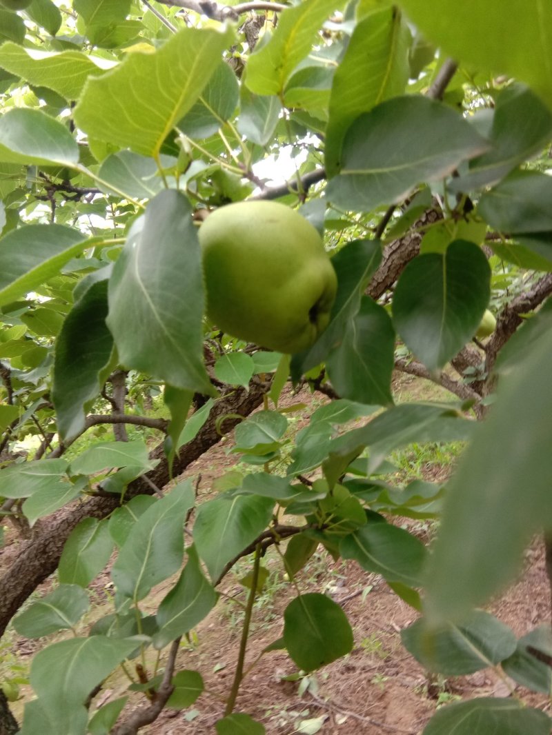 早酥梨