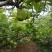 早酥梨