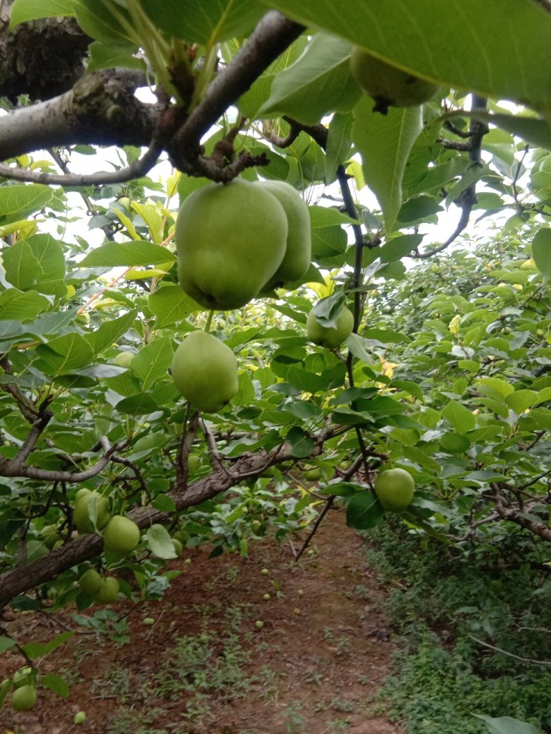 早酥梨