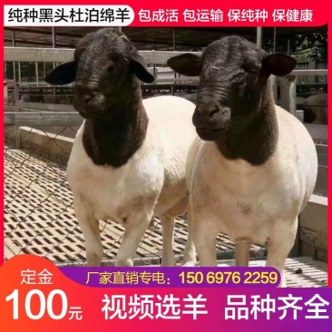 供应5-6个月黑头杜泊小尾寒羊羊羔头胎怀孕母羊成年种公羊