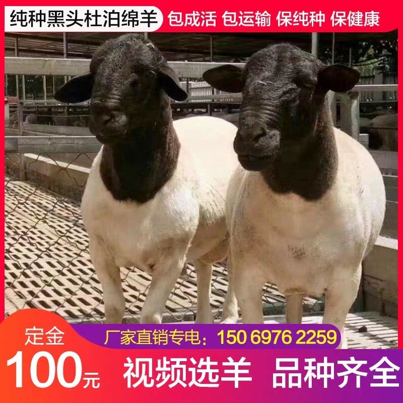 供应5-6个月黑头杜泊小尾寒羊羊羔头胎怀孕母羊成年种公羊