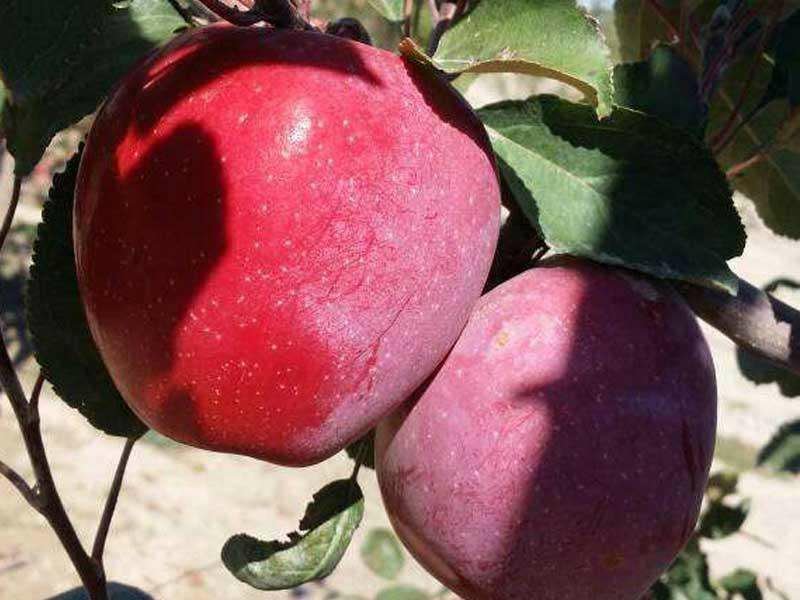 【苹果苗】秦脆苹果苗阳历9月份成熟的苹果品种包技术指导