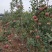 【苹果苗】秦脆苹果苗阳历9月份成熟的苹果品种包技术指导