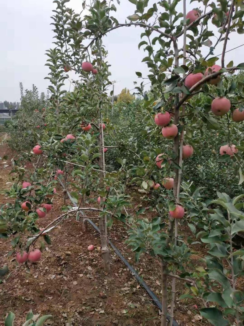 【苹果苗】秦脆苹果苗阳历9月份成熟的苹果品种包技术指导