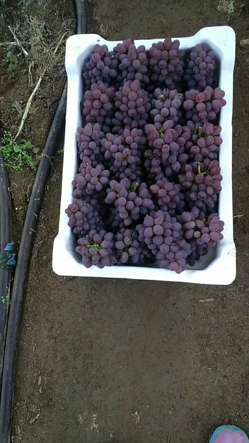 北镇郁金香葡萄大量有货需要的客商联系保证质量