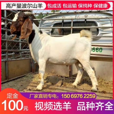 供应4-5个月波尔山羊羊羔怀孕母羊成年种公羊白山羊黑山羊