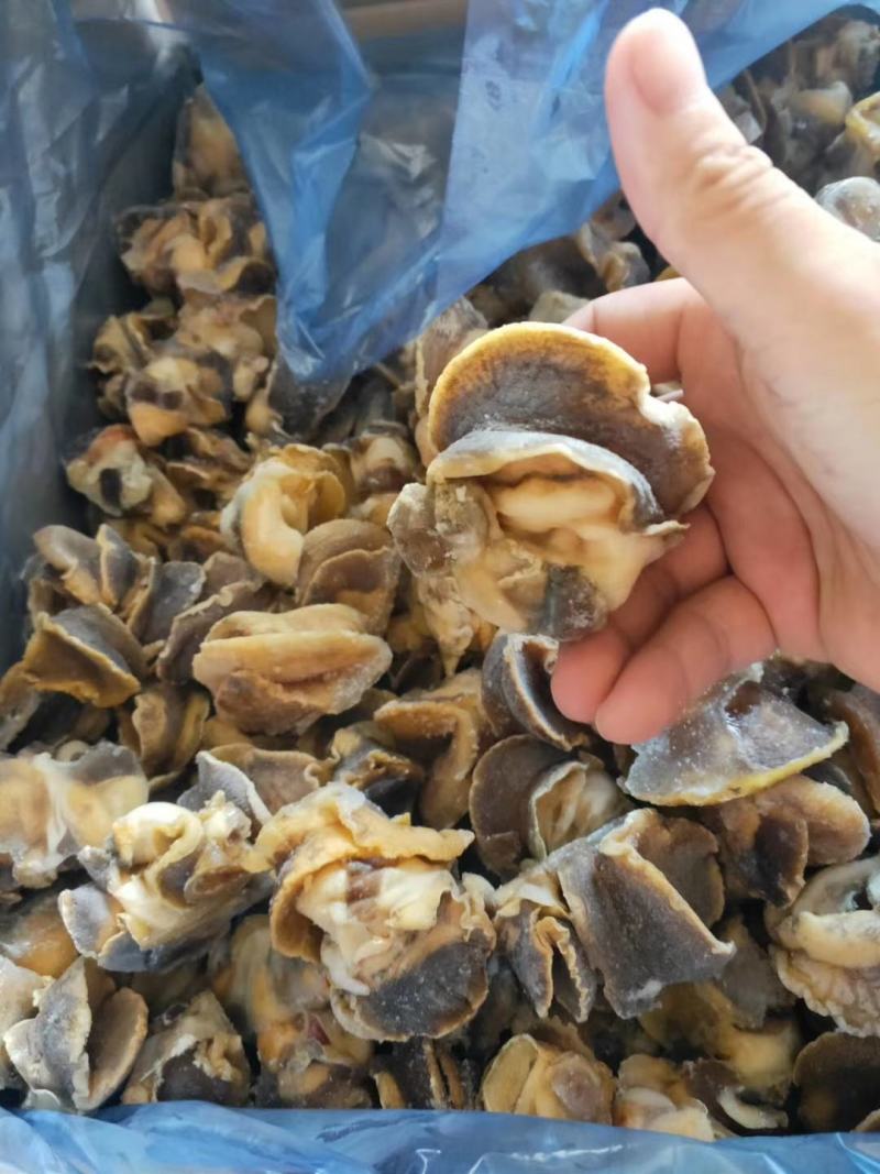 【产地直供】新鲜冷冻大香螺肉海螺头玉螺肉水产猫眼螺肉