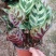 孔雀竹芋室内水培盆栽四季常青紫背喜阴植物吸甲醛净