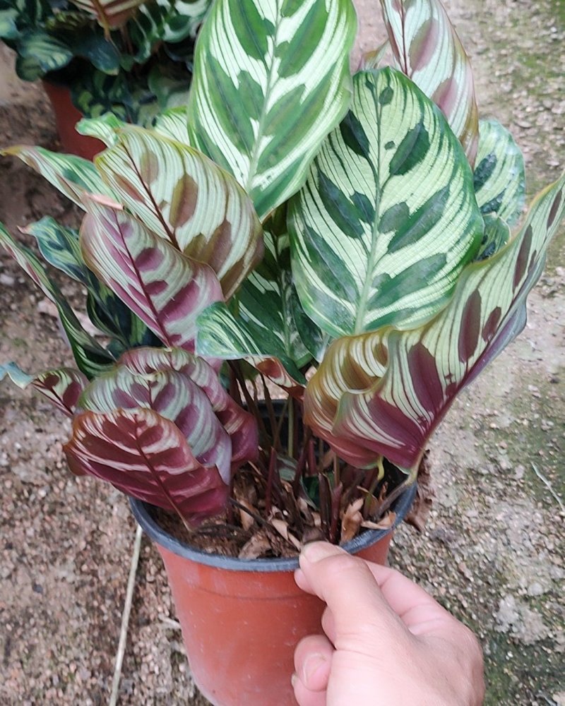 孔雀竹芋室内水培盆栽四季常青紫背喜阴植物吸甲醛净