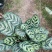孔雀竹芋室内水培盆栽四季常青紫背喜阴植物吸甲醛净