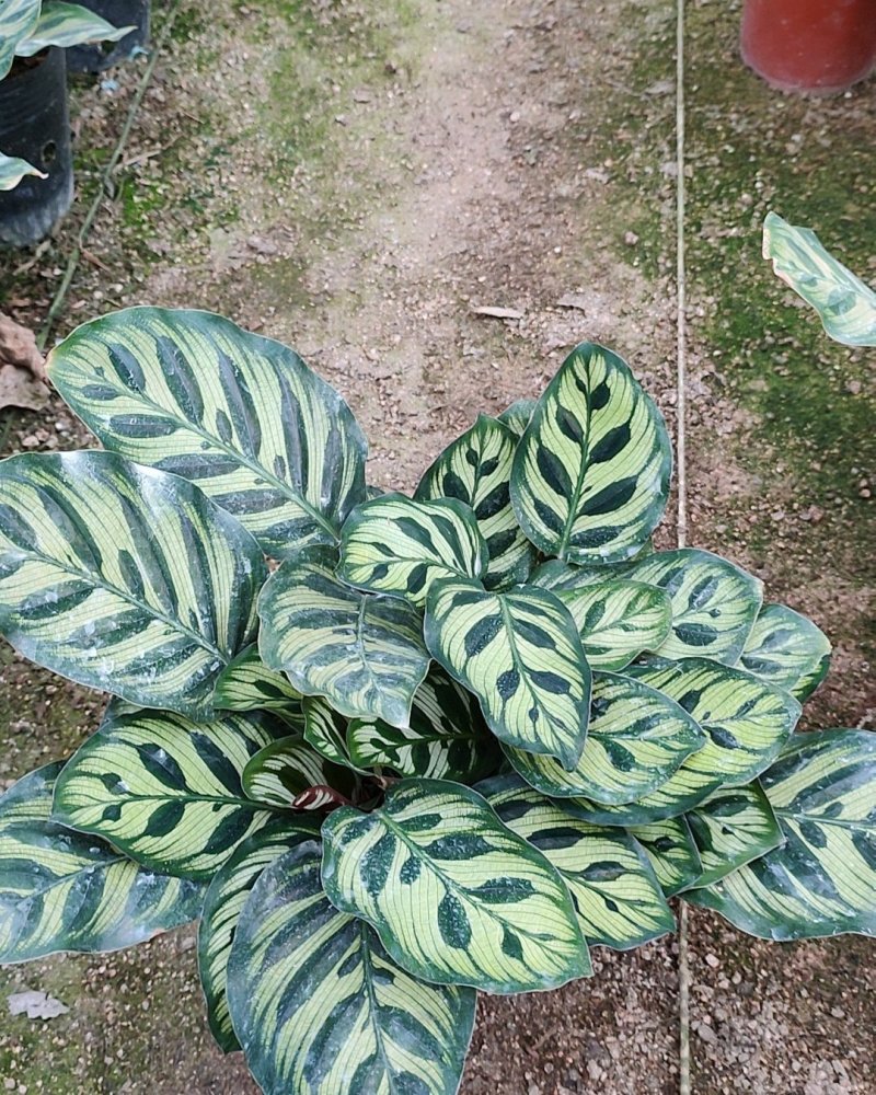 孔雀竹芋室内水培盆栽四季常青紫背喜阴植物吸甲醛净