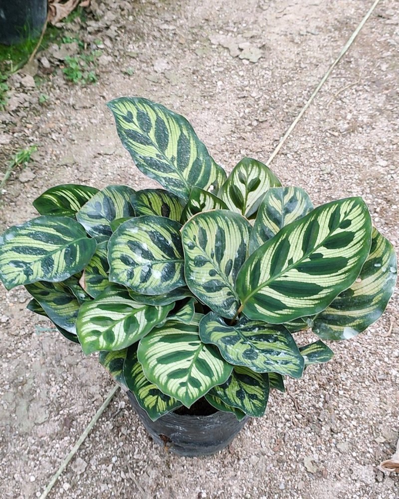孔雀竹芋室内水培盆栽四季常青紫背喜阴植物吸甲醛净
