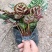 孔雀竹芋室内水培盆栽四季常青紫背喜阴植物吸甲醛净