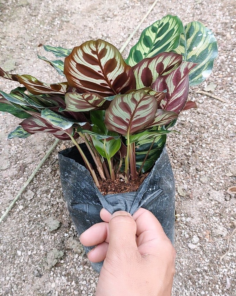 孔雀竹芋室内水培盆栽四季常青紫背喜阴植物吸甲醛净