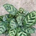 孔雀竹芋室内水培盆栽四季常青紫背喜阴植物吸甲醛净