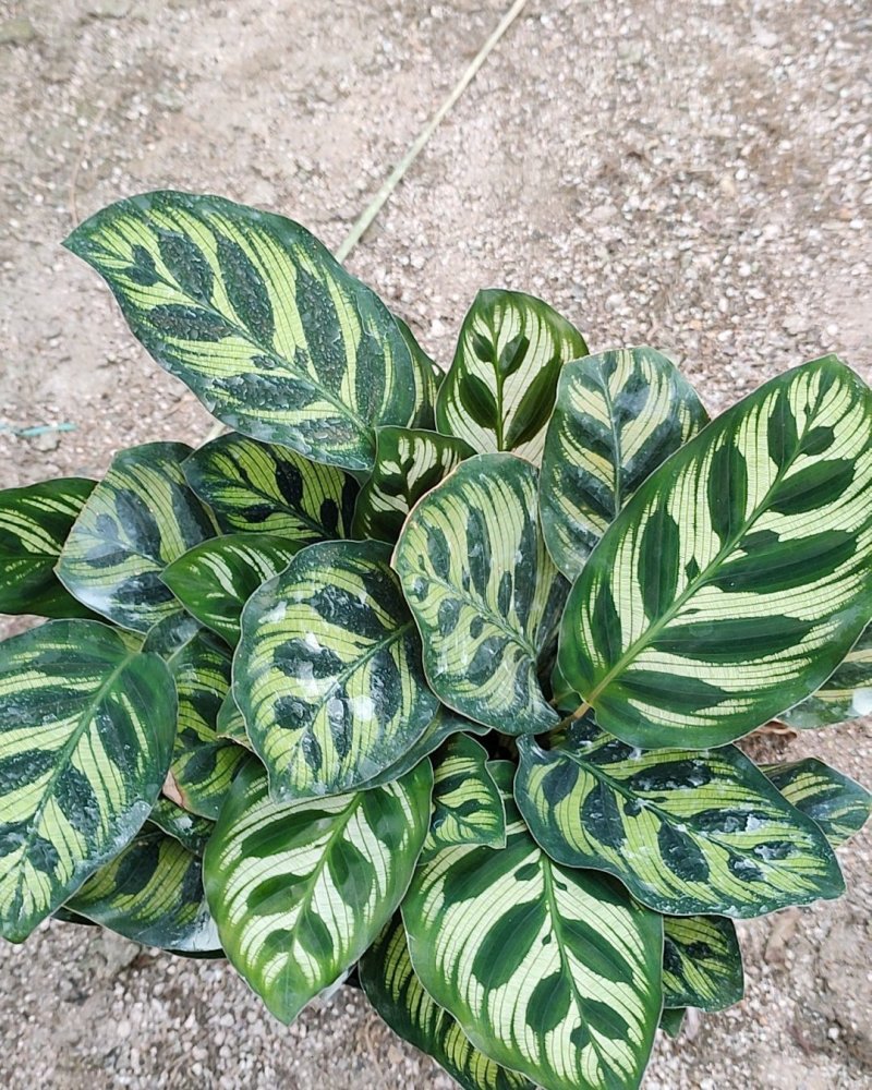 孔雀竹芋室内水培盆栽四季常青紫背喜阴植物吸甲醛净
