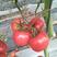 山东寿光嫁接西红柿苗番茄苗，抗病毒，抗死棵，产量高颜色好