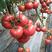 山东寿光嫁接西红柿苗番茄苗，抗病毒，抗死棵，产量高颜色好
