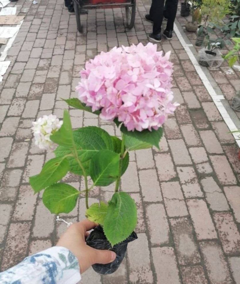 成都精品绣球，红色，蓝色，紫色，