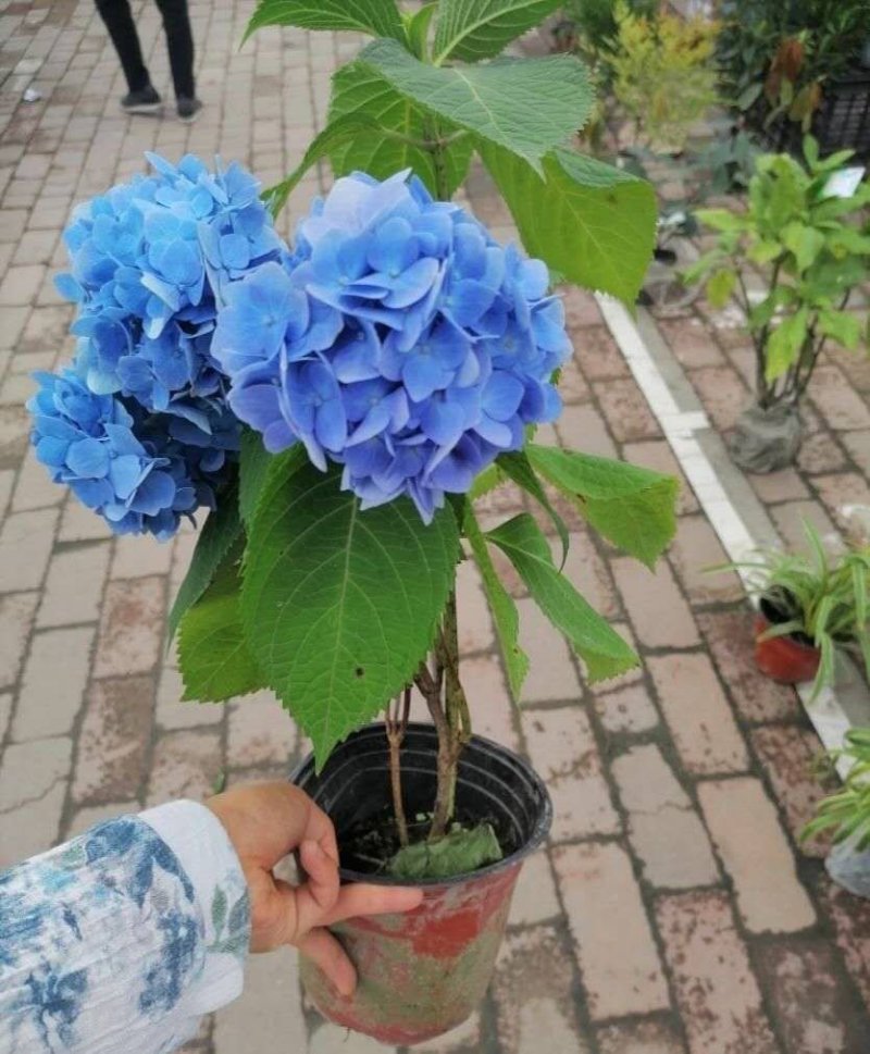 成都精品绣球，红色，蓝色，紫色，