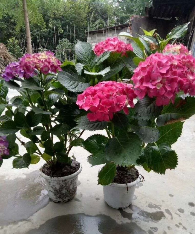 成都精品绣球，红色，蓝色，紫色，