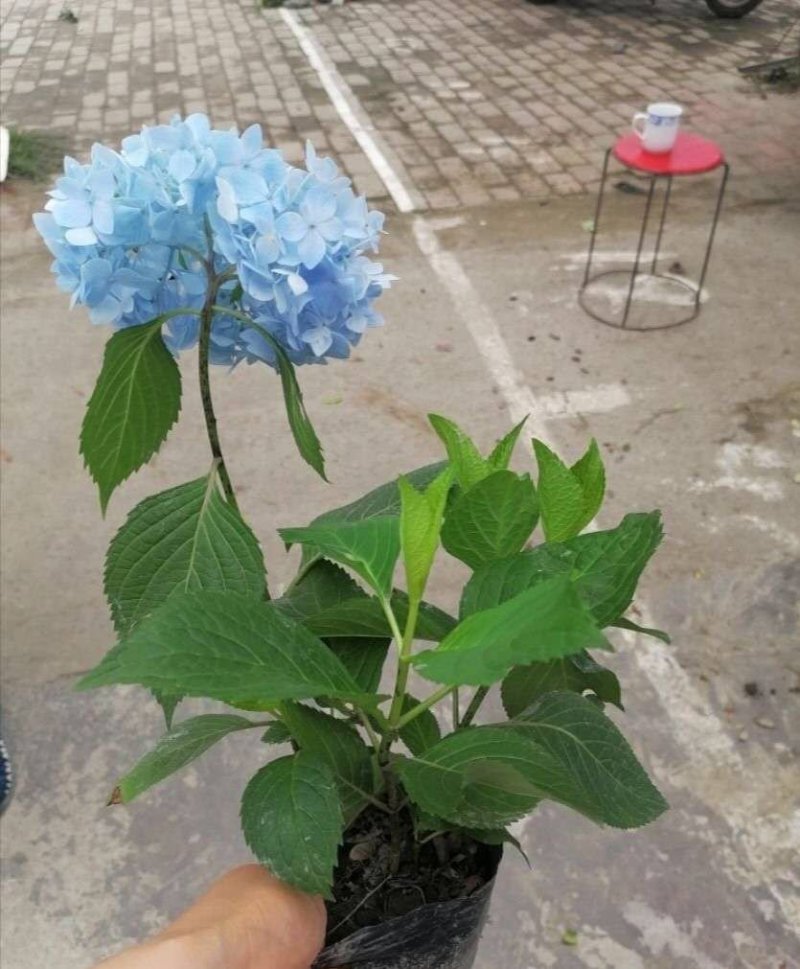 成都精品绣球，红色，蓝色，紫色，