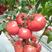 大果型粉果番茄，抗Ty病毒，抗死棵，抗灰叶斑，产量高，