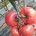 大果型粉果番茄，抗Ty病毒，抗死棵，抗灰叶斑，产量高，