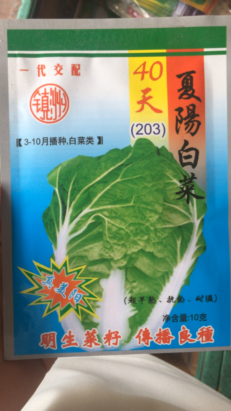 明生种业203夏阳白菜种子3-10月播种40天大白菜耐热