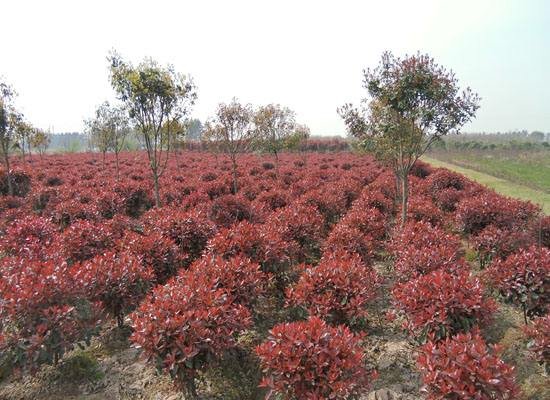 红叶石楠在秋季展现出浓郁的红叶效果,背景为金色阳光下的园林小径 红叶石楠在秋季呈现出深红色的叶片